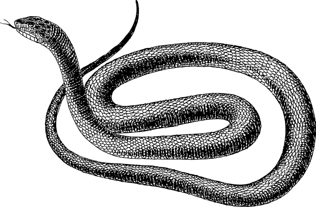 Sanjati zmije - ilustracija