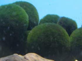 marimo-loptice