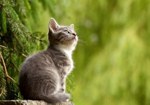 Mačka – kućni ljubimac koji će vam uljepšati život
