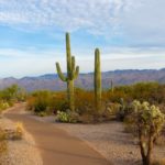 Kaktus: 10 savjeta za uspješan uzgoj