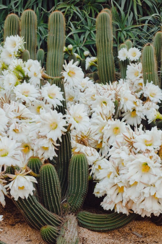 Cvjetovi kaktusa