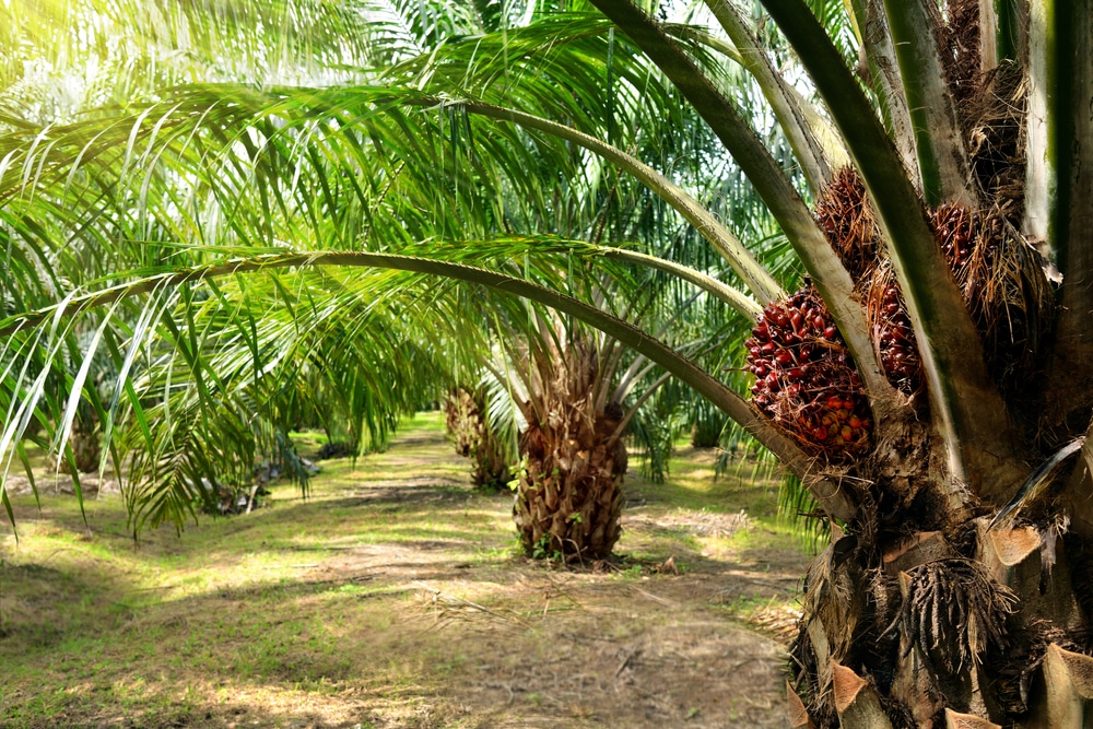 plantaža palmi