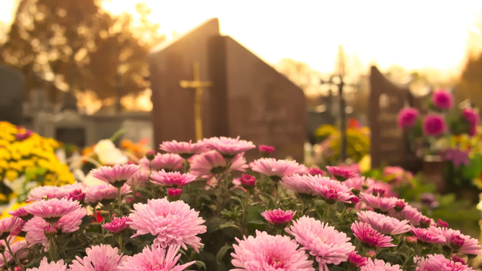 Koje cvijeće posaditi na groblje? Top 20 najljepših vrsta