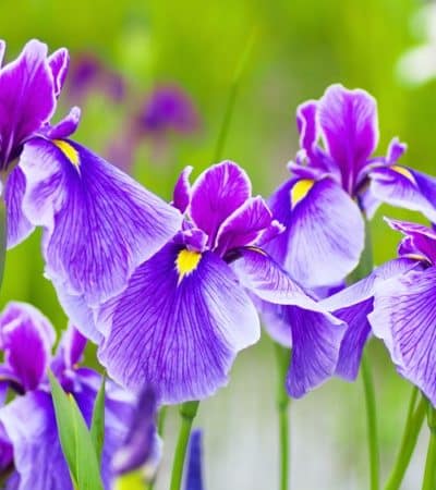 Perunika: 15 razloga zašto je apsolutna kraljica vrta