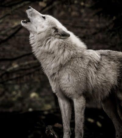 Vukovi: 15 zanimljivosti o ovim misterioznim životinjama