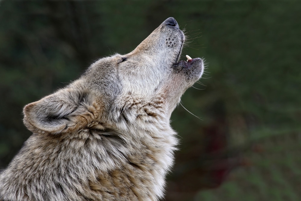 Zanimljivosti o vukovima