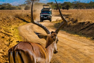 safari u Keniji