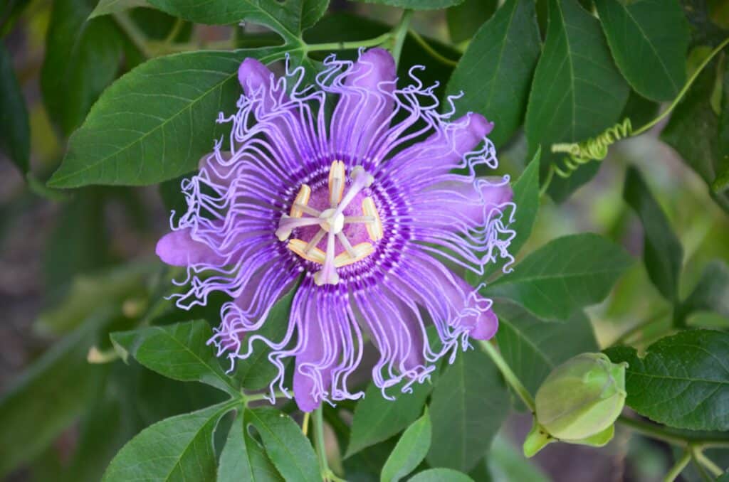 pasiflora tinktura