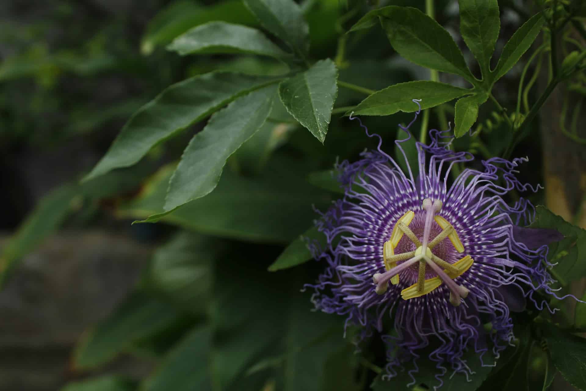 kako-se-koristi-pasiflora-5-najboljih-na-ina-za-uzimanje-mojblog-hr